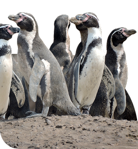 Pingüinos